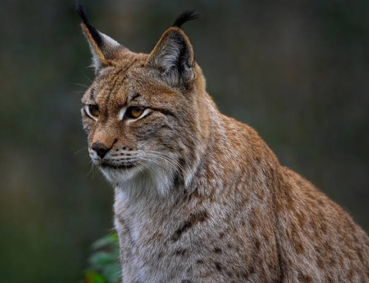 Lince eurasiatica