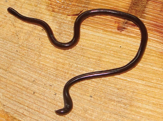 Serpente cieco indiano
