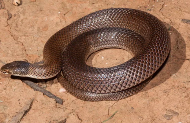 Serpente talpa americano