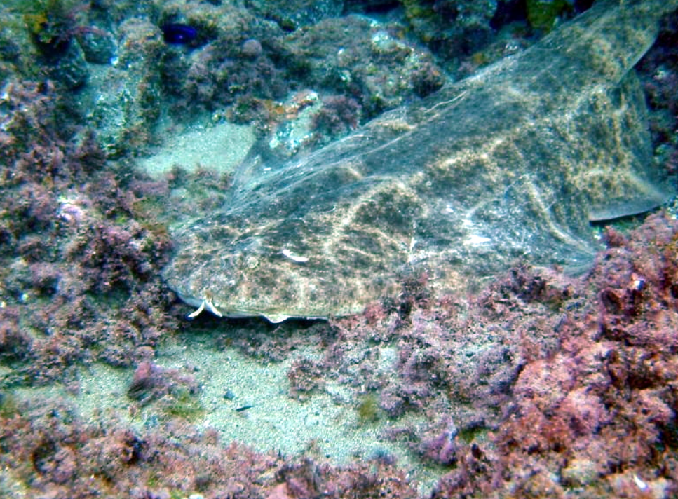 Angelo di mare