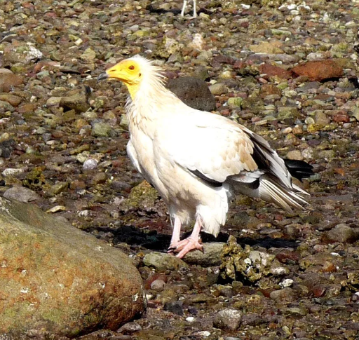 Capovaccaio