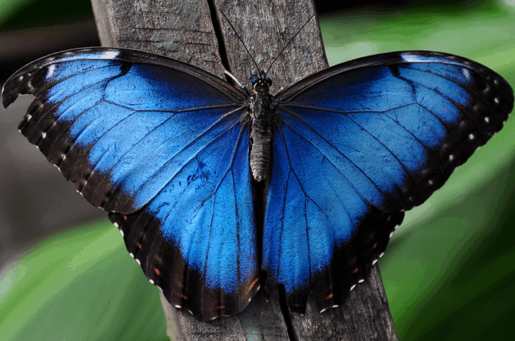 Farfalla morpho blu