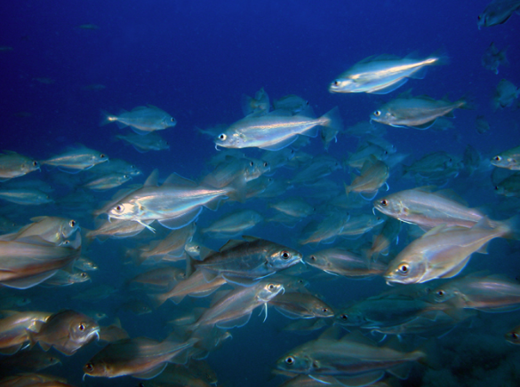 Pesce capelano