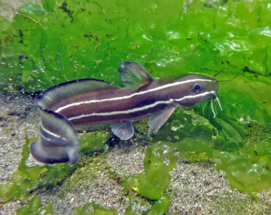 Pesce gatto dei coralli