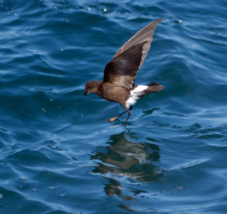 Petrello delle tempeste