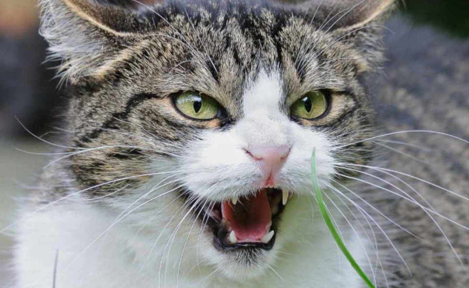 rabbia gatti