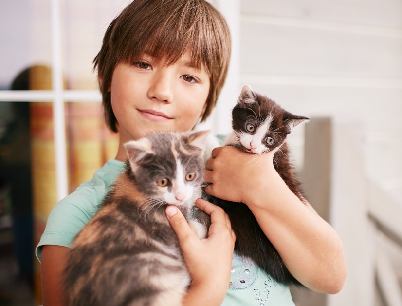 Adozioni gatto