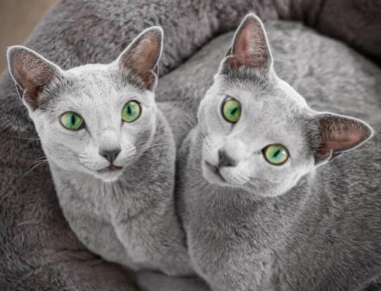 Gatto anallergico