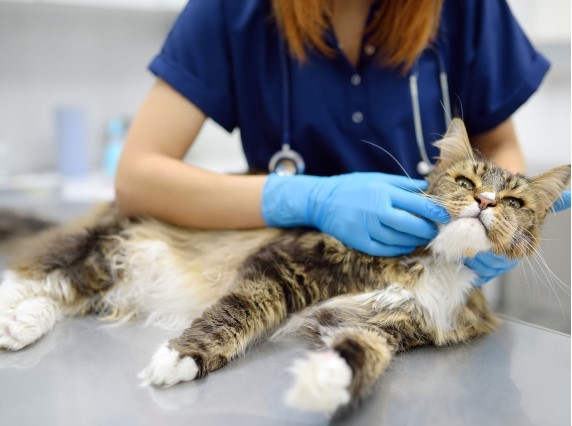 Giardia gatto