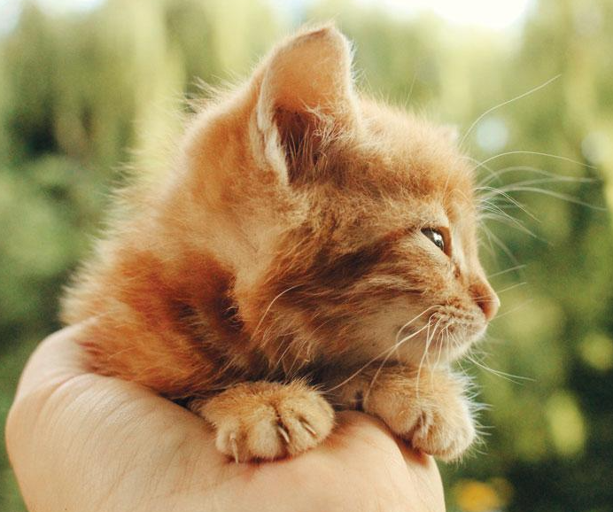 Gatti da adottare