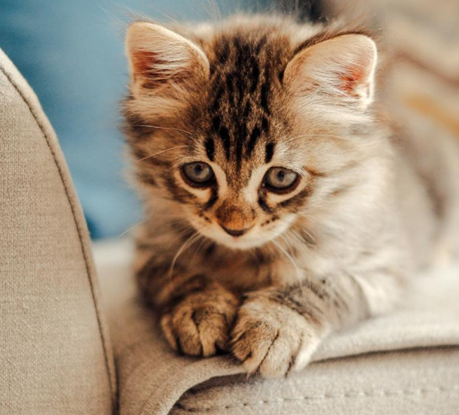 Gatti da adottare