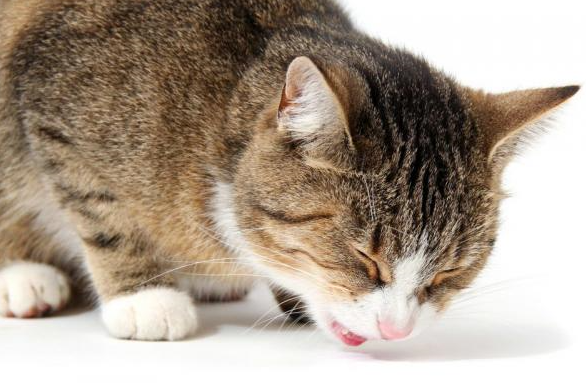 gatto che vomita