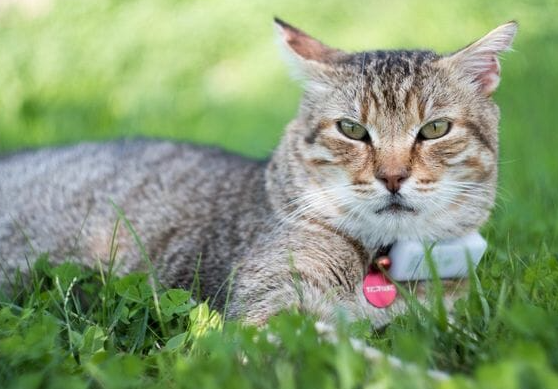 collari con gps per gatti