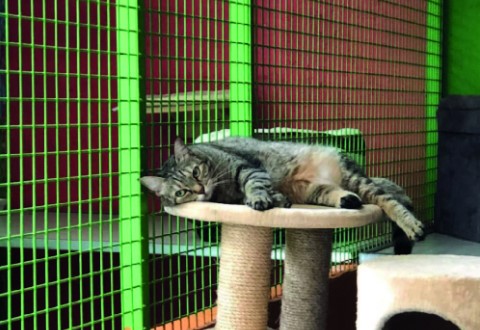 Pensione per Gatti