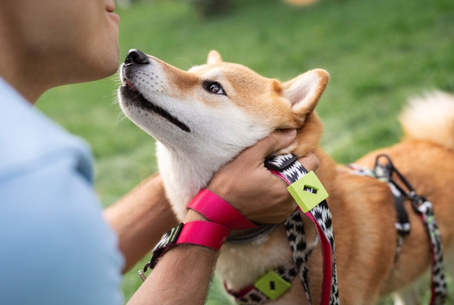pettorina per cani