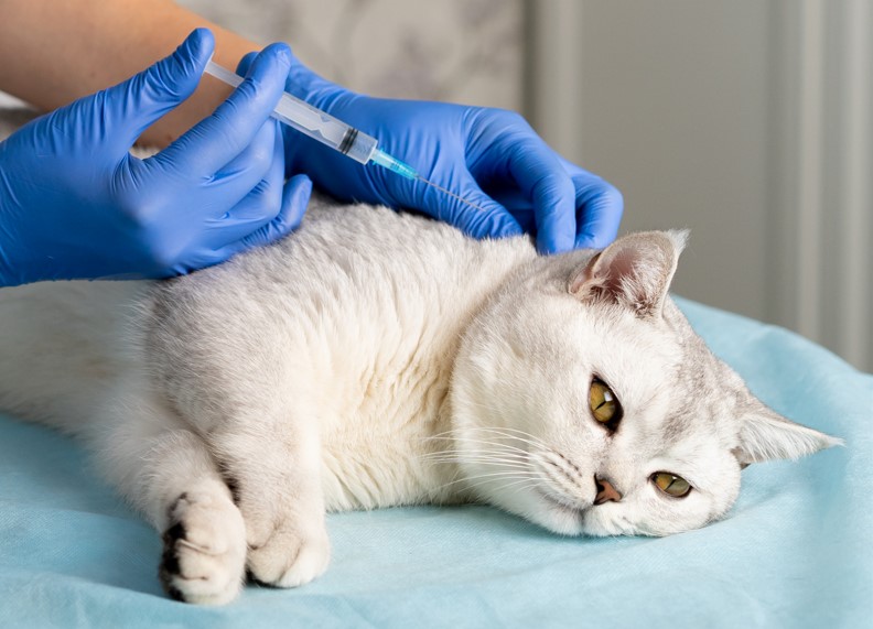 vaccinazione gatto costi
