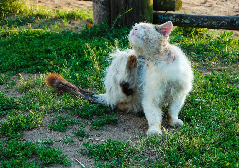 Ascaridi Gatto