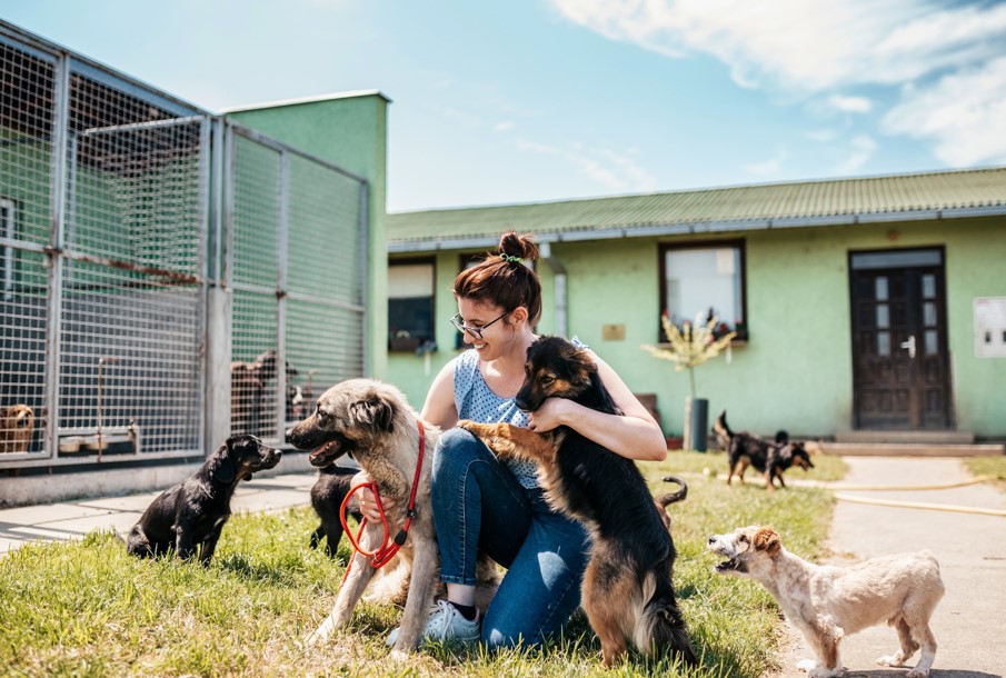 pensione per cani vicino a me