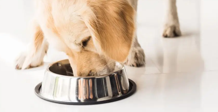 probiotici per cane