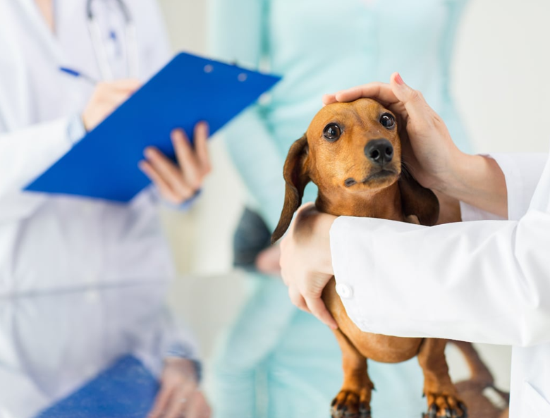 Sistema informativo veterinario