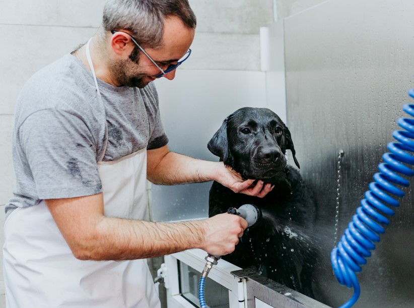 toelettatore cane