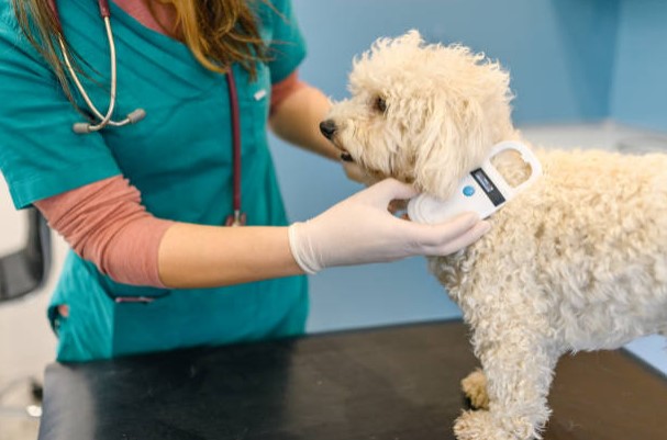cane microcippato