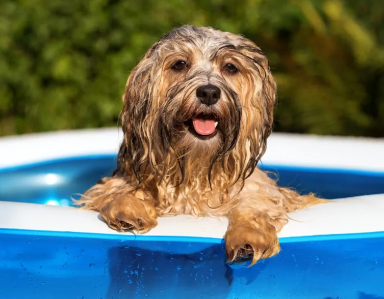 piscine per cane