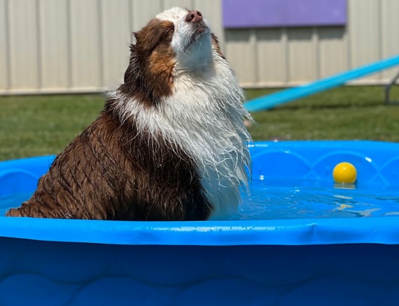 piscine per cane