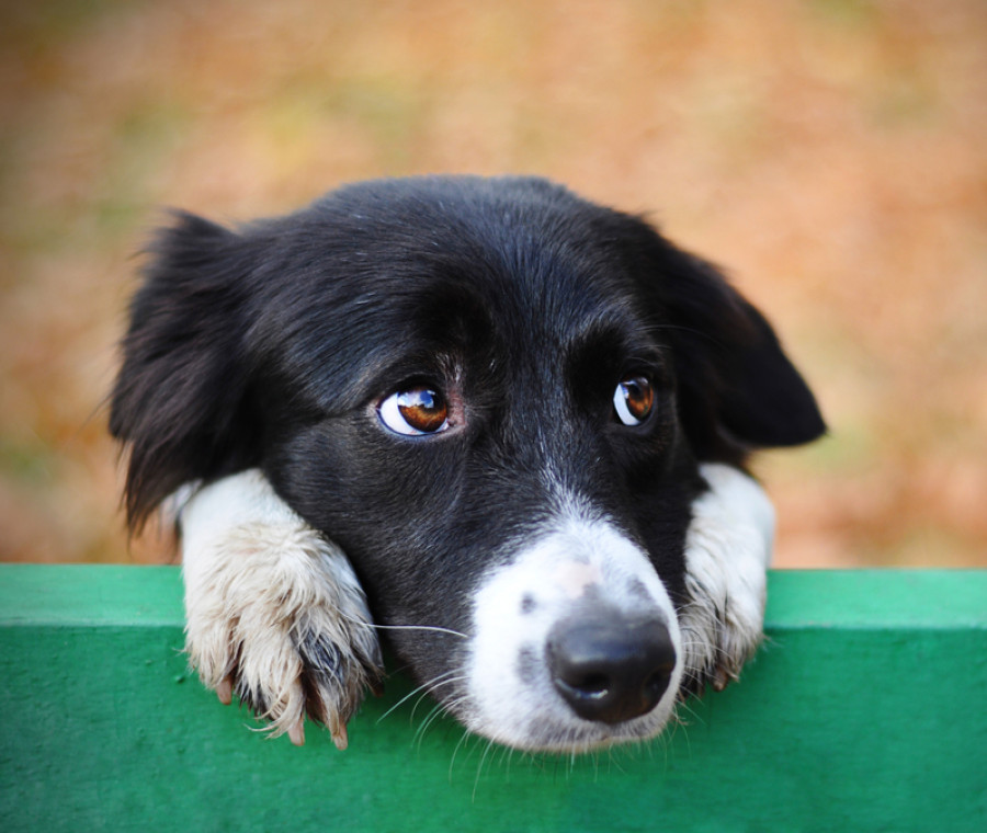 La Legge Brambilla entra in vigore