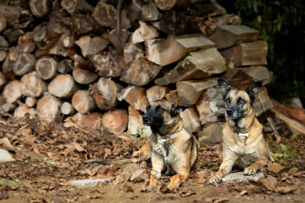 31733518-5f04-4660-bdf3-35a095f2b6a9