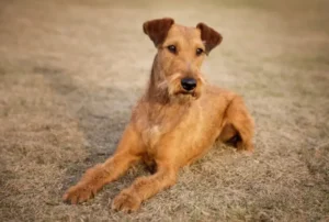 Irish Terrier