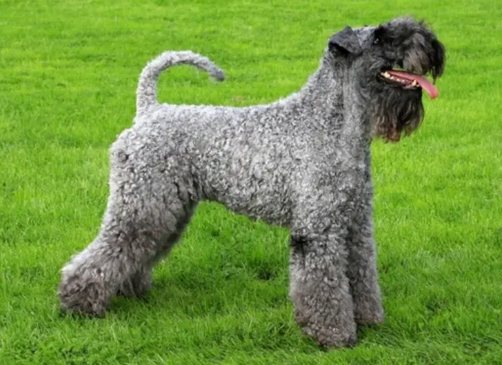 Kerry Blue Terrier