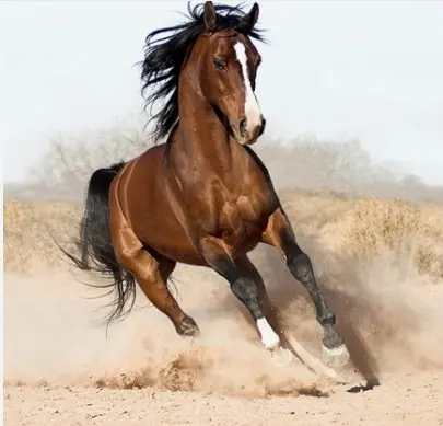 Cavallo anglo arabo sardo