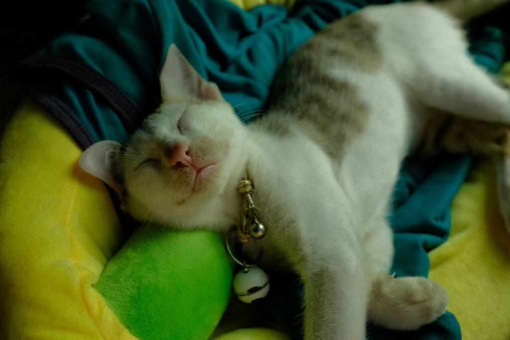 parlare agli animali (2)