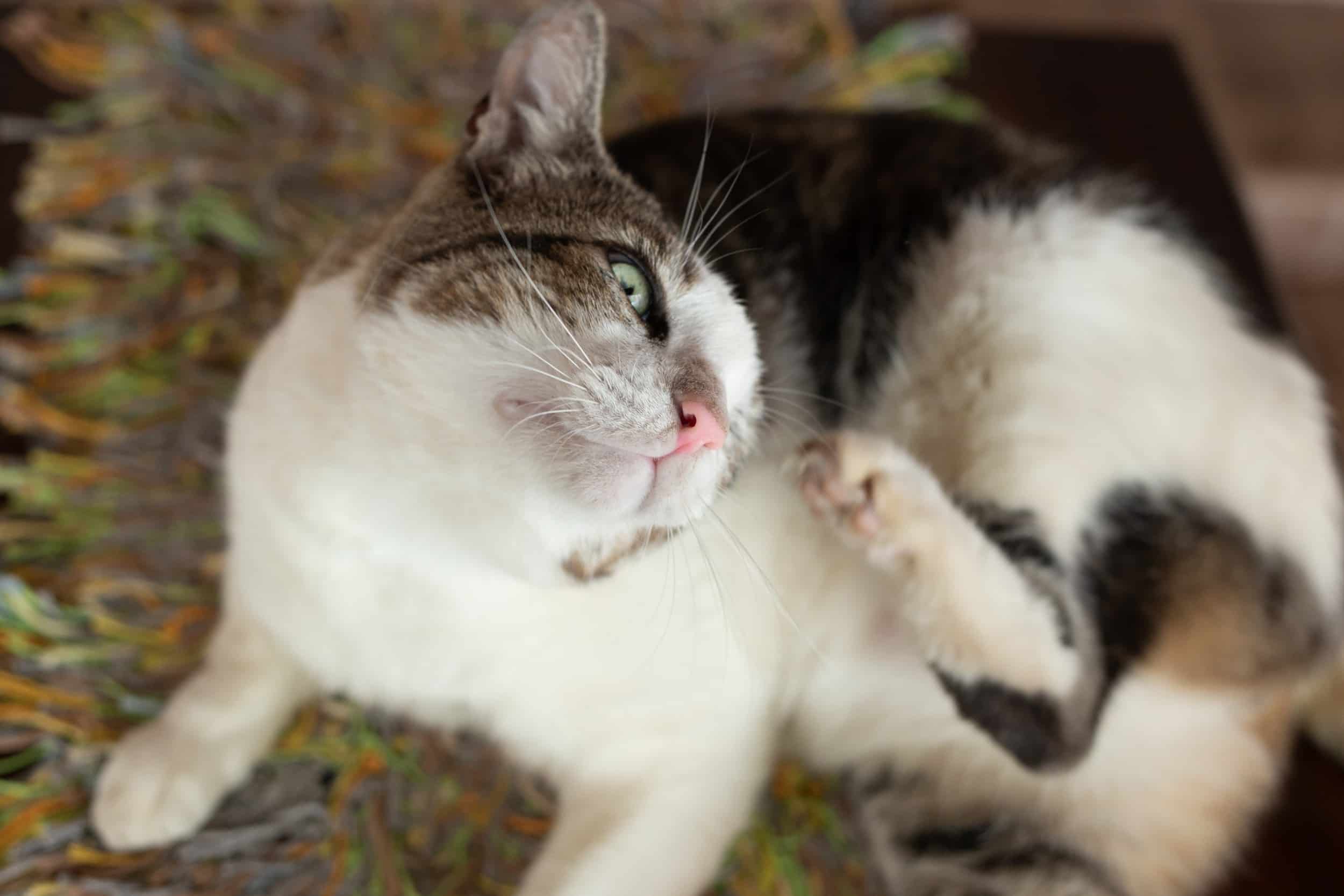 Come eliminare pulci gatto