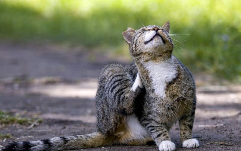 Come eliminare pulci gatto guida completa e sicura