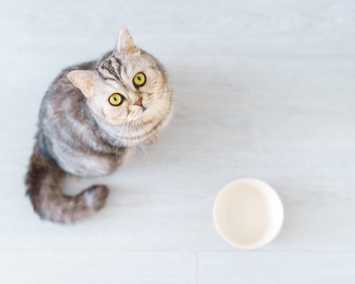 Lipidosi epatica gatto