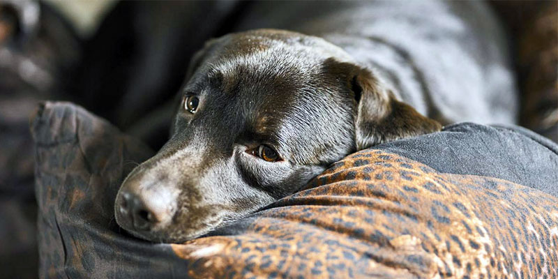 lutto animali domestici