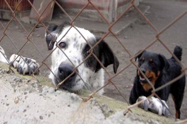 reati contro gli animali