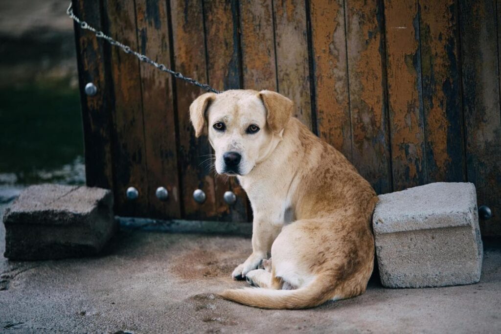reati contro gli animali