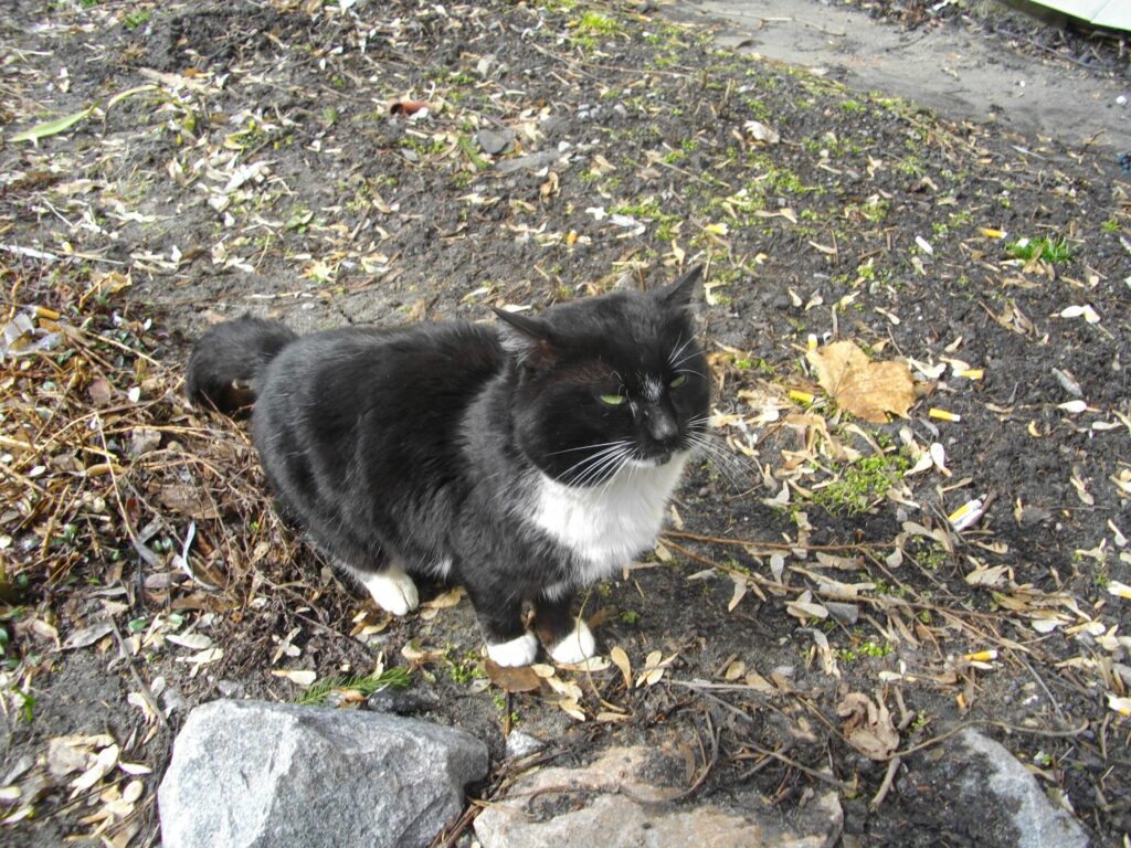 Cani e gatti di Chernobyl