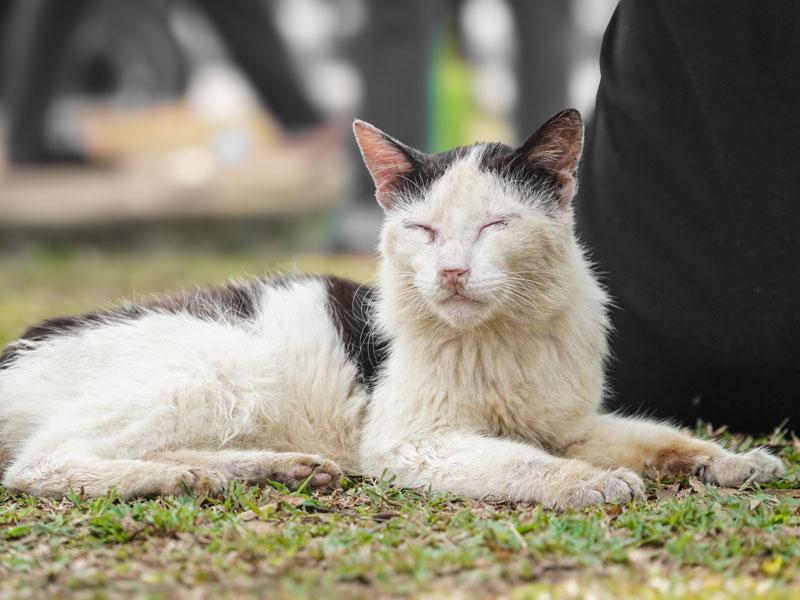 gatti insufficienza renale